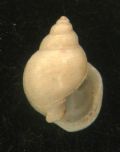 Ringicula ciommeii